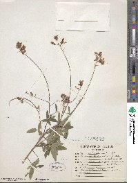 Desmodium nitidum image