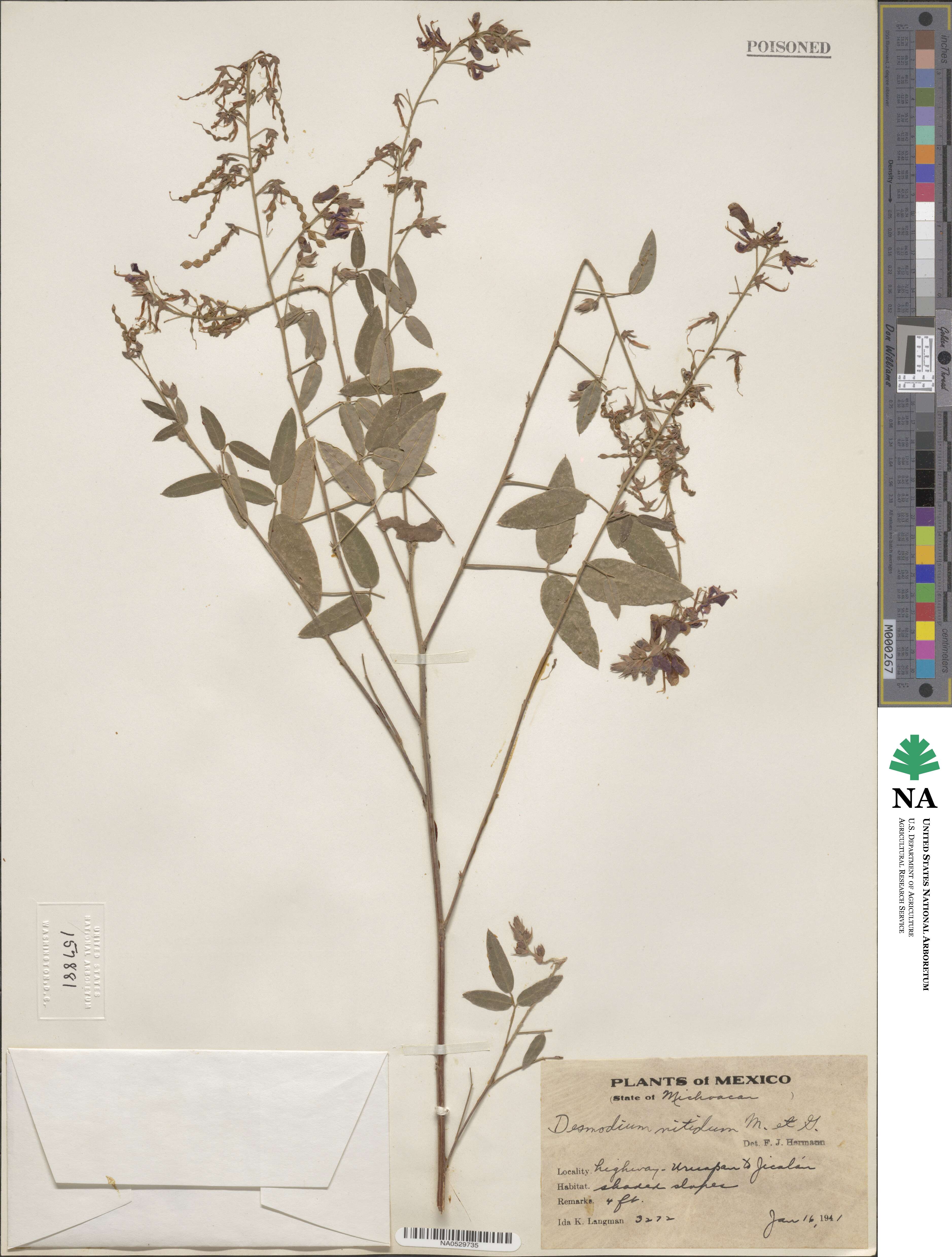 Desmodium nitidum image