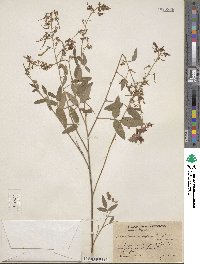 Desmodium nitidum image