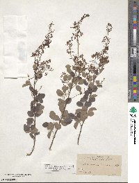 Desmodium orbiculare image