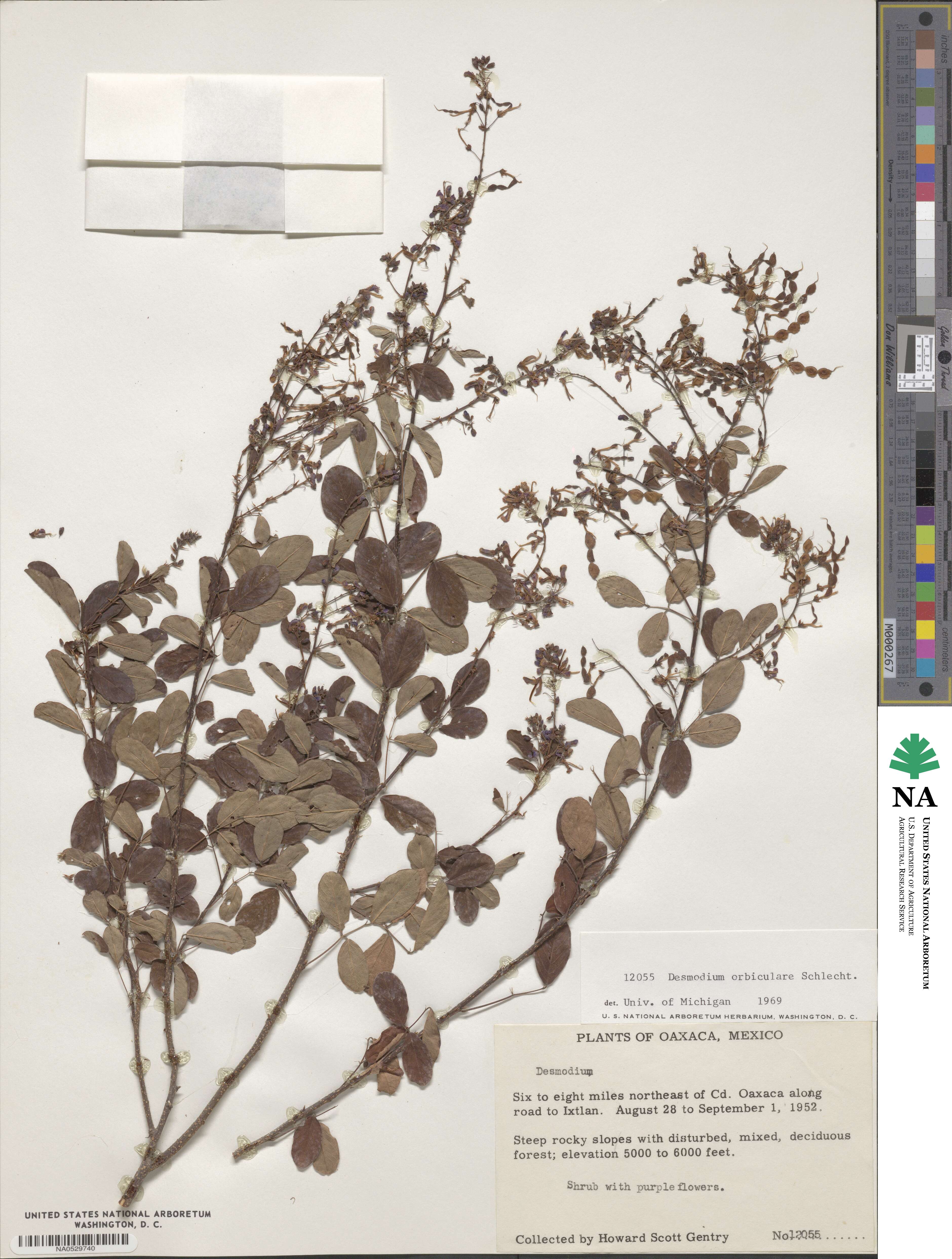 Desmodium orbiculare image