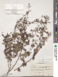 Desmodium orbiculare image