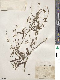 Desmodium paniculatum image