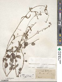 Desmodium grahamii image