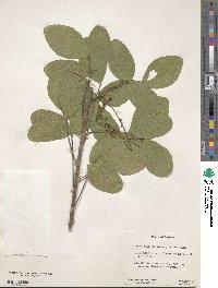 Desmodium polystachyum image