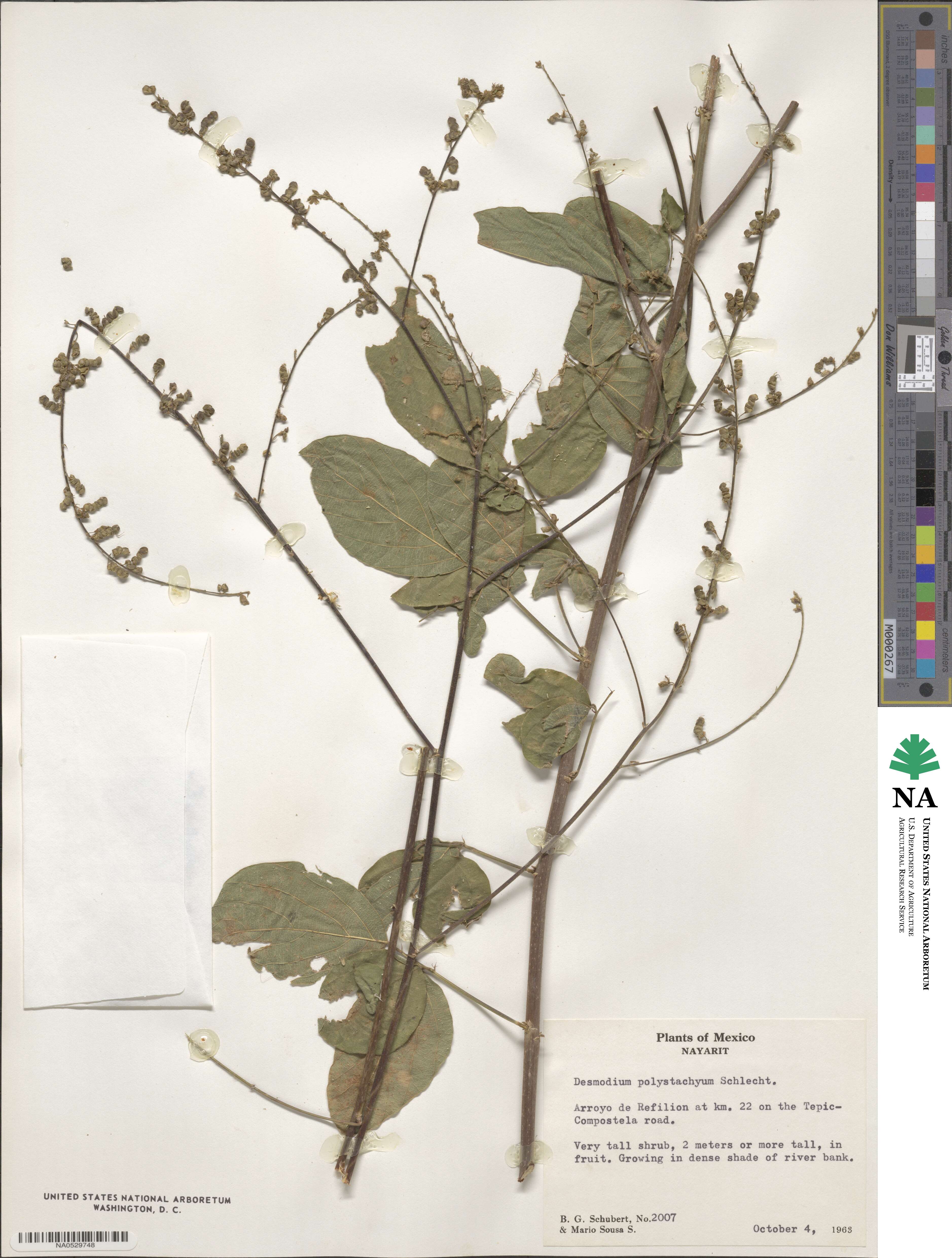 Desmodium polystachyum image