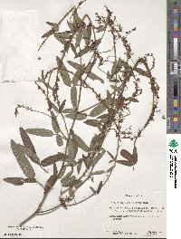 Desmodium prehensile image