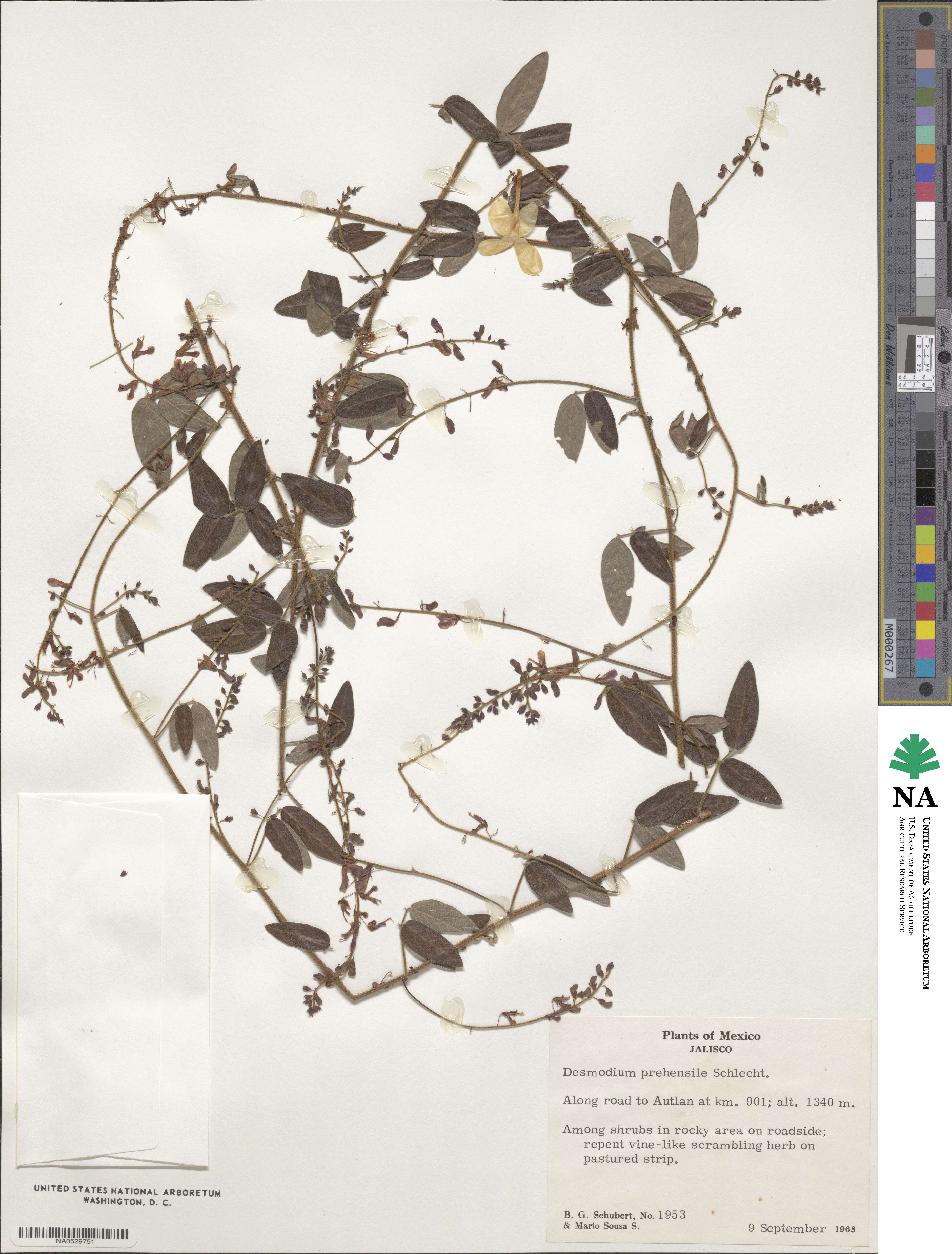 Desmodium prehensile image