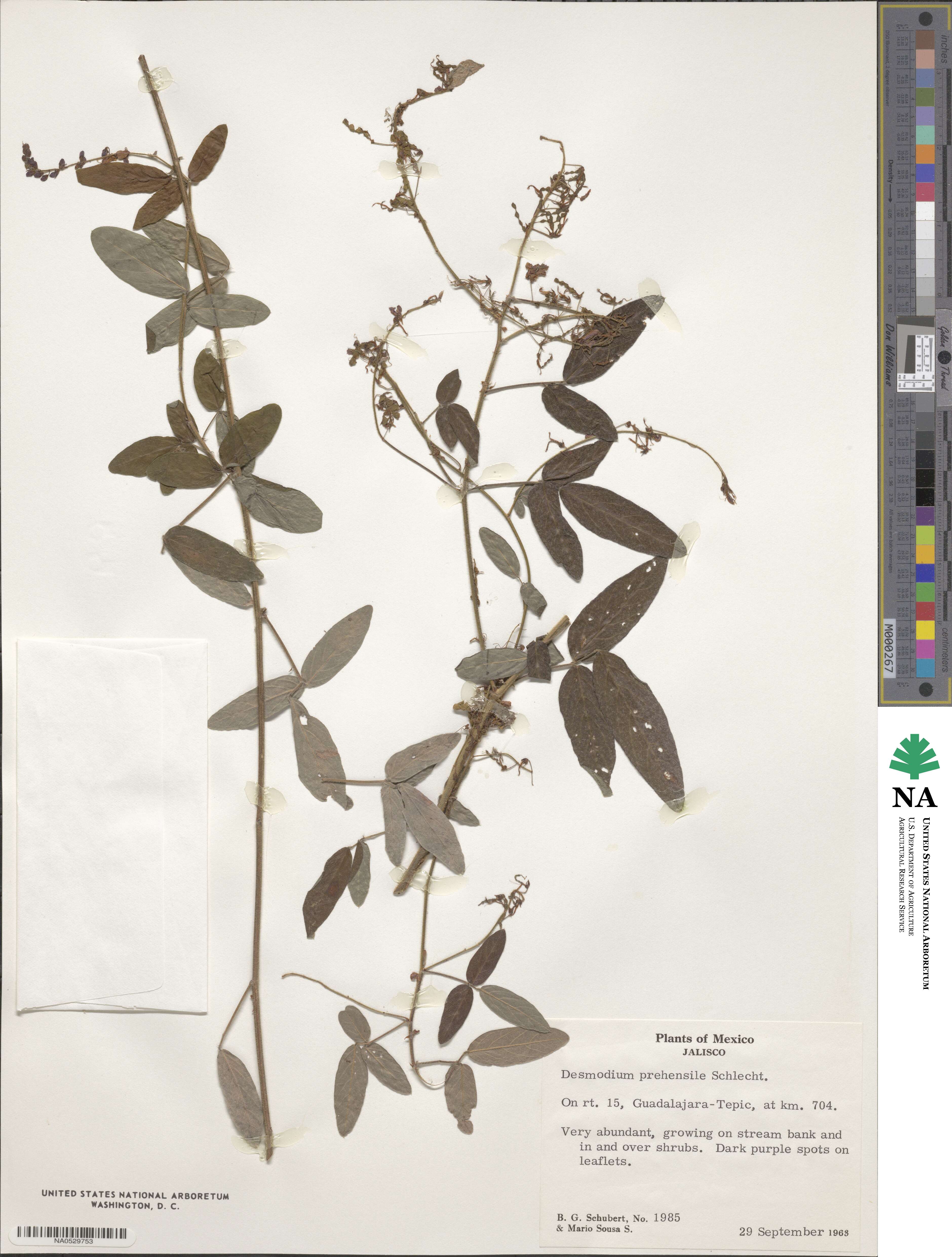Desmodium prehensile image