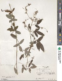 Desmodium prehensile image