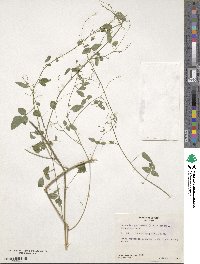 Desmodium procumbens image