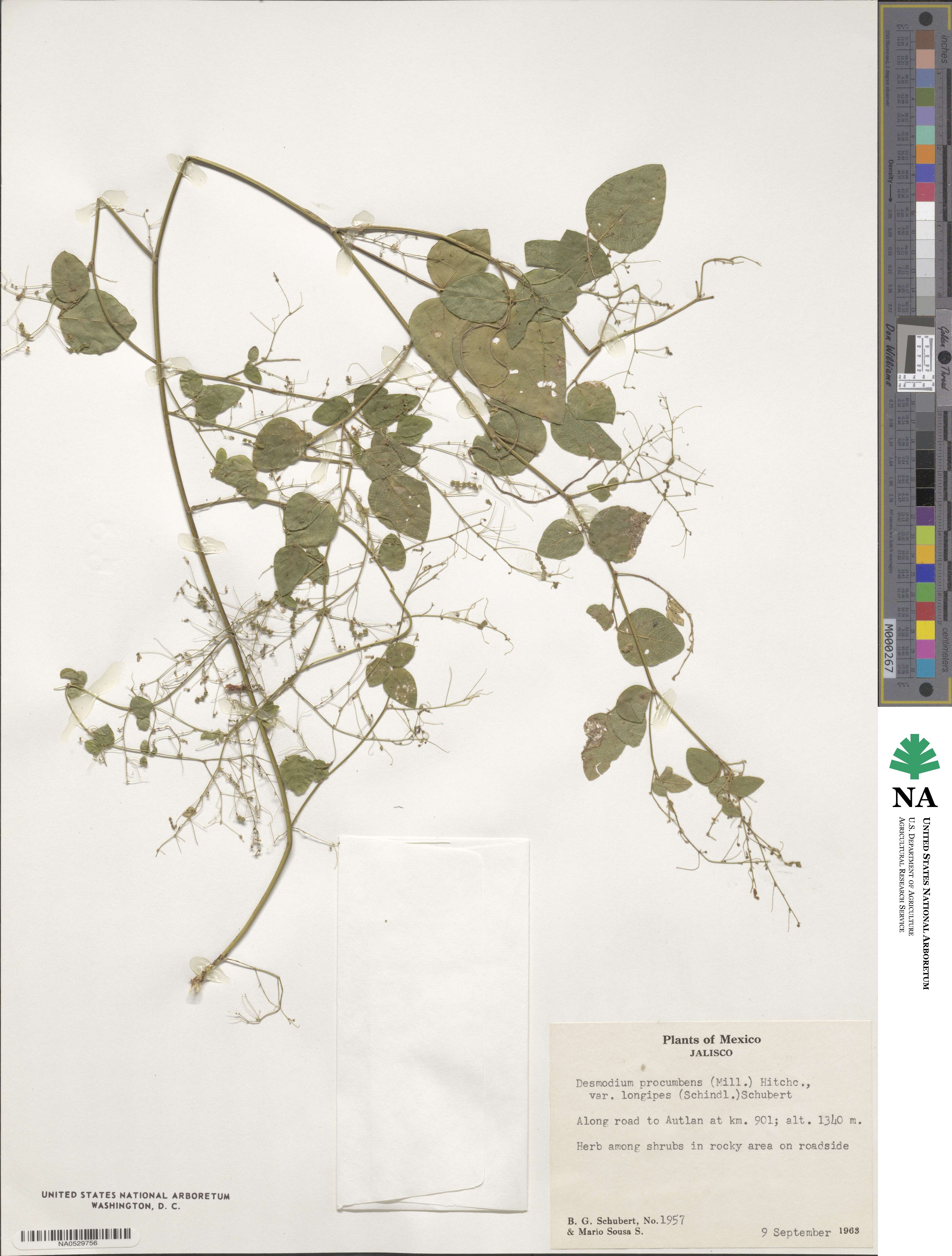 Desmodium procumbens var. procumbens image