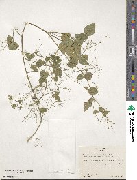 Desmodium procumbens image