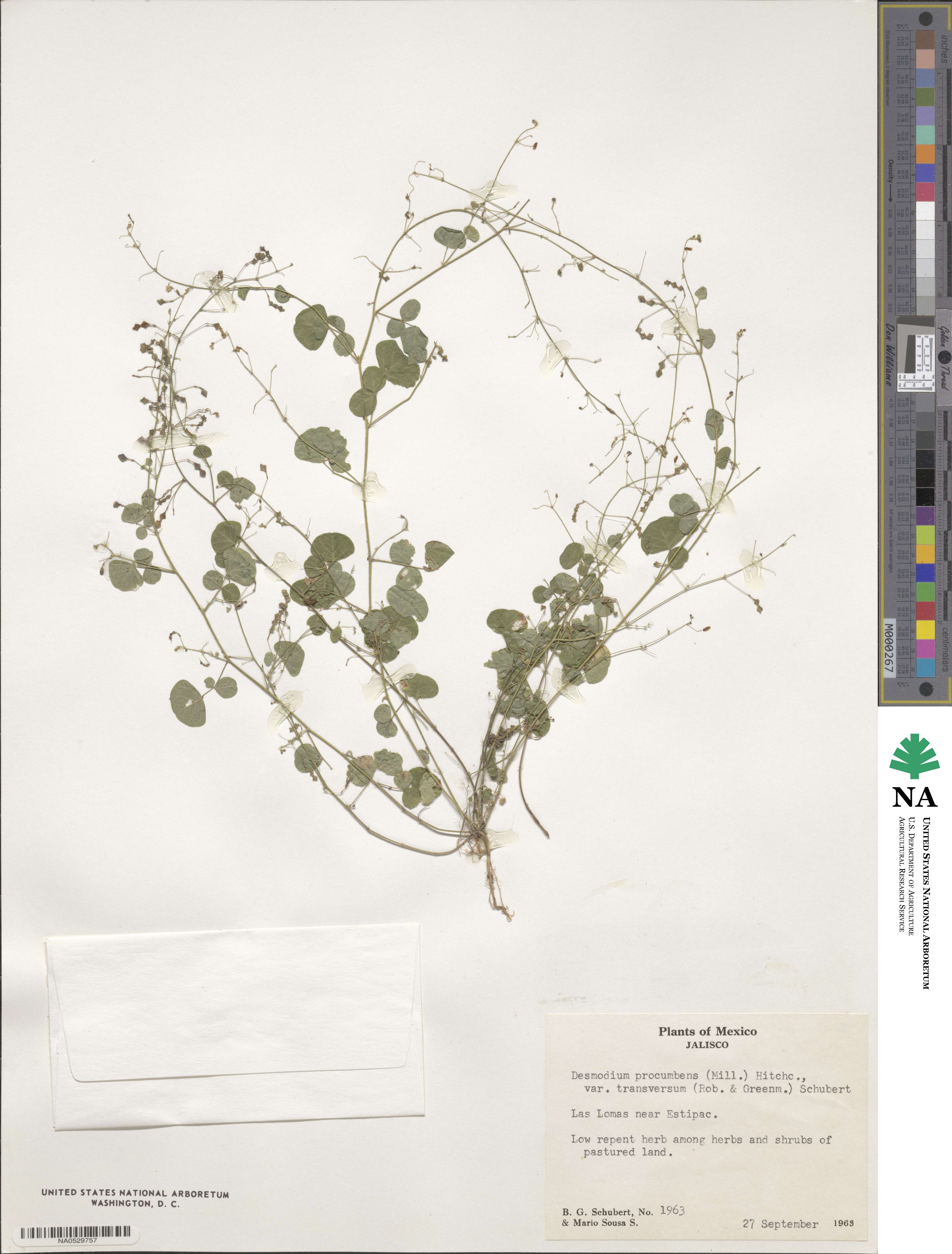 Desmodium procumbens image