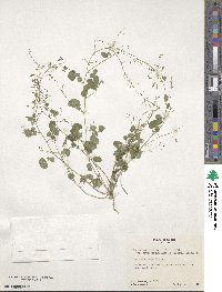 Desmodium procumbens image