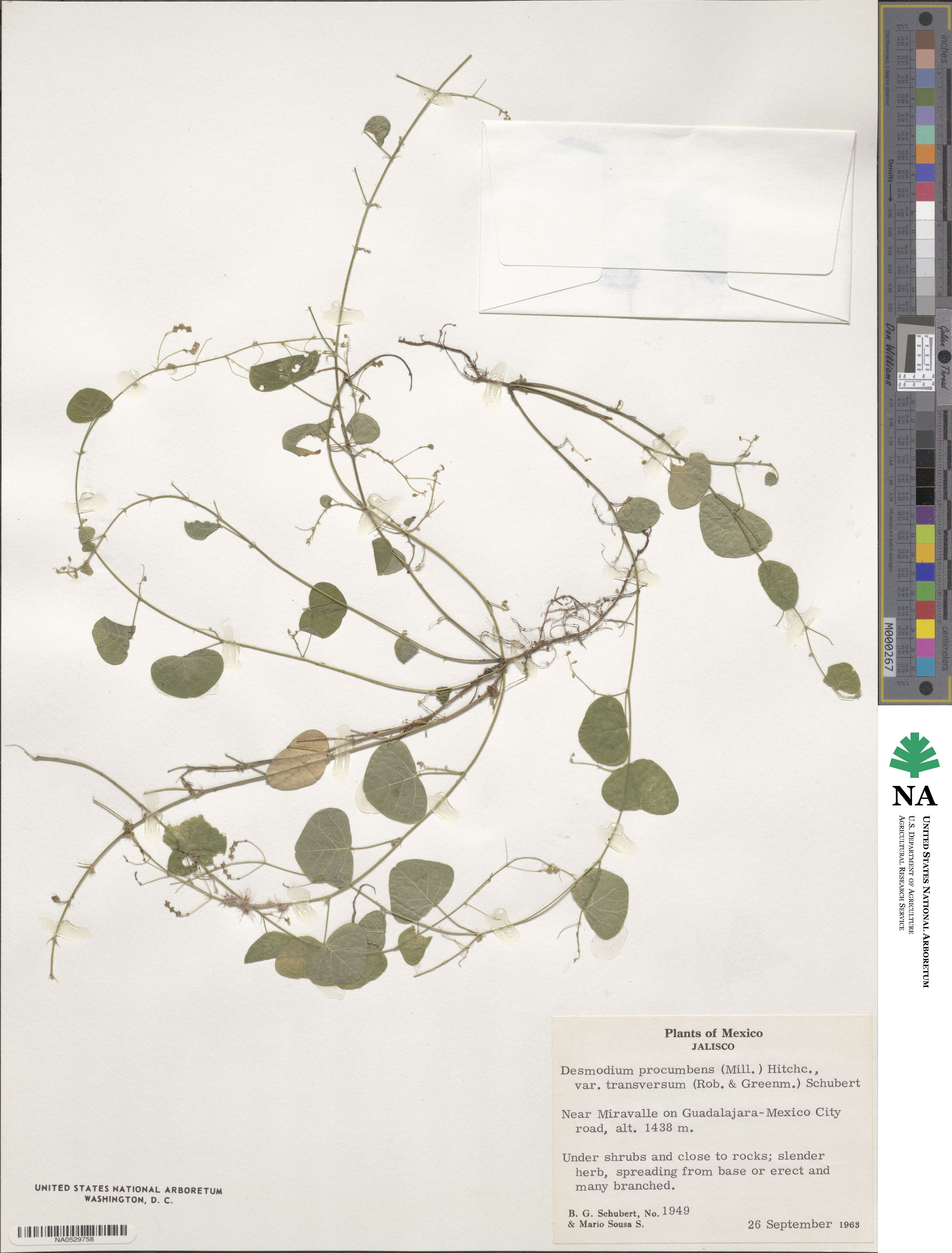 Desmodium procumbens var. transversum image