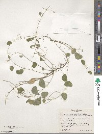 Desmodium procumbens var. transversum image