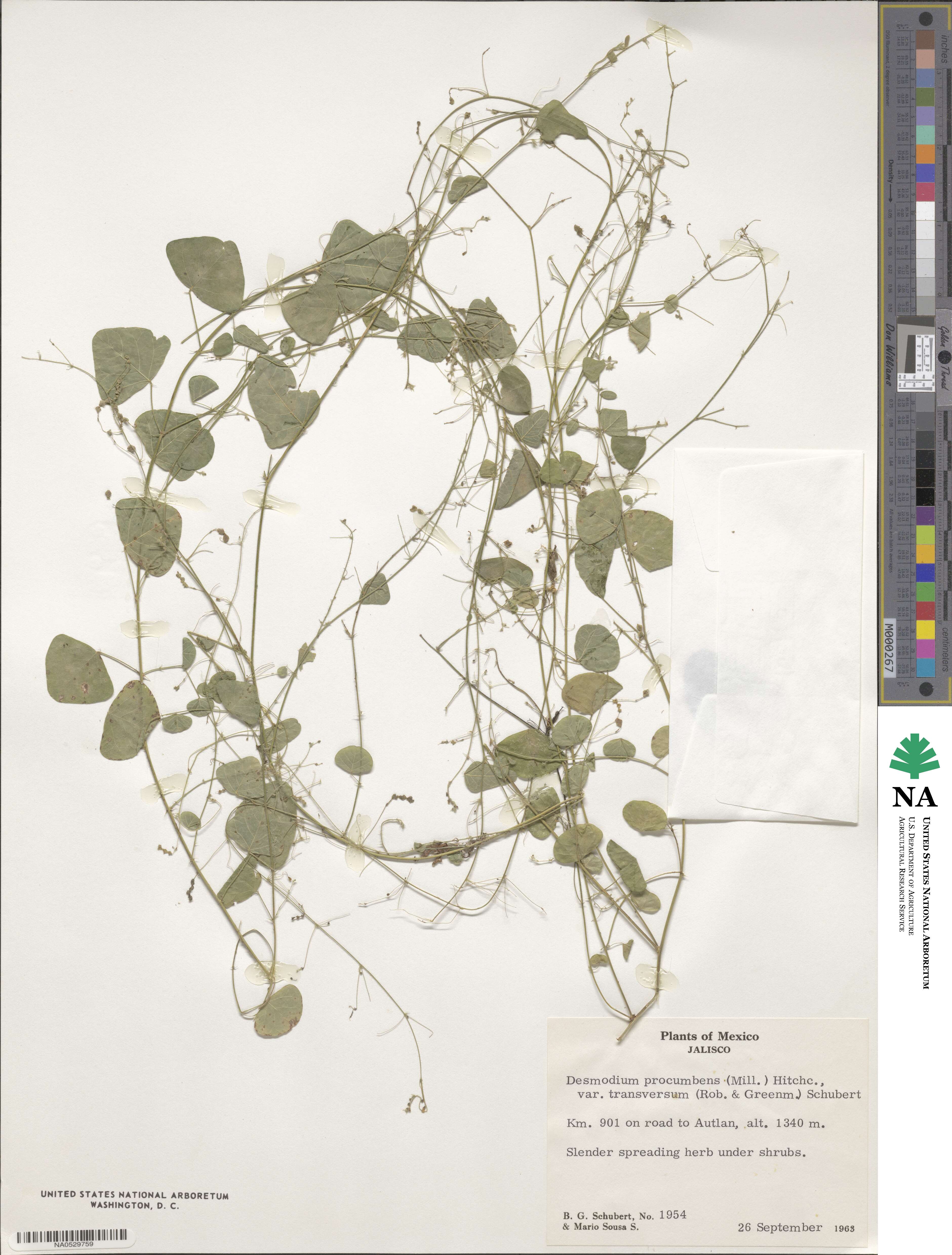 Desmodium procumbens var. transversum image