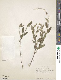 Desmodium psilophyllum image