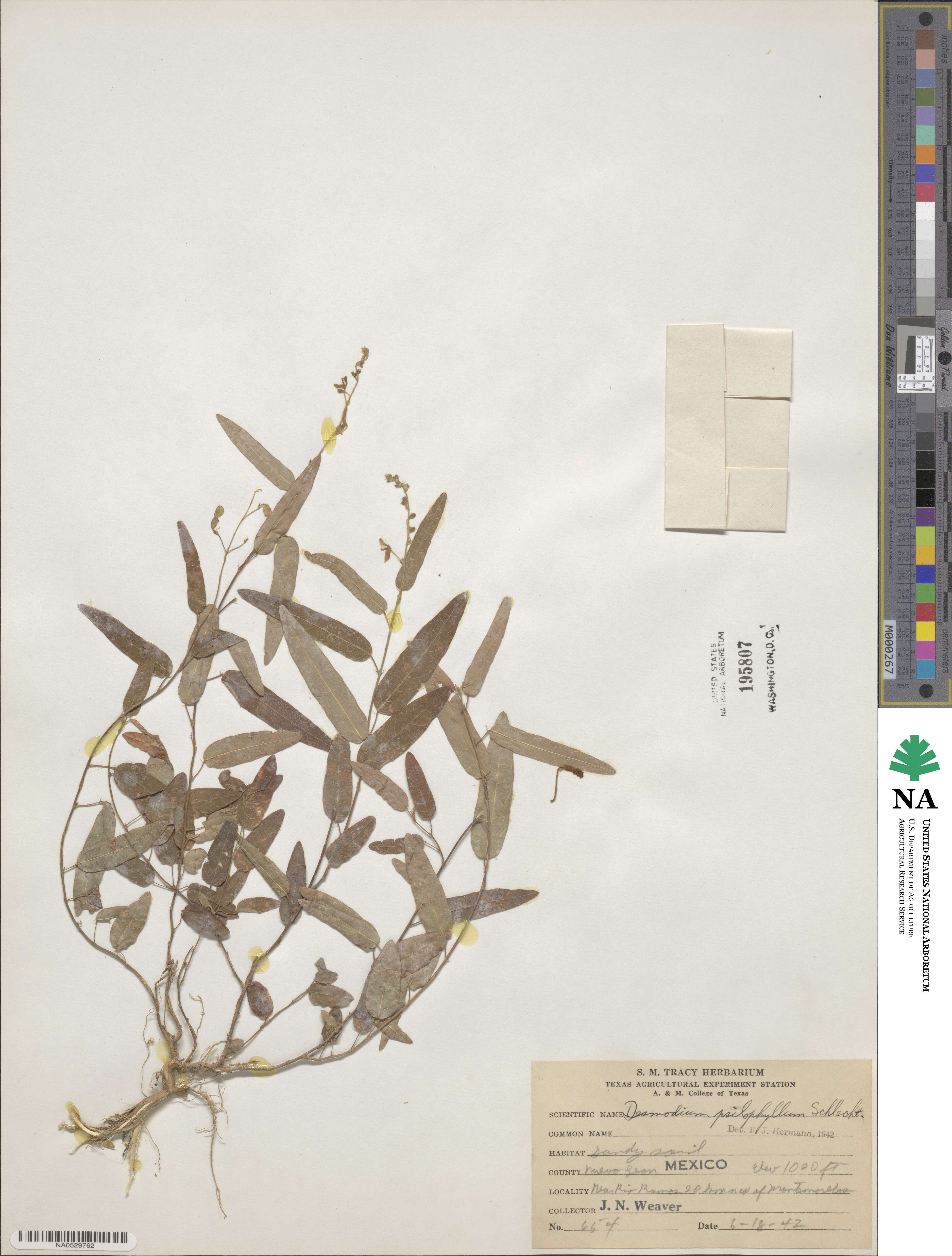 Desmodium psilophyllum image