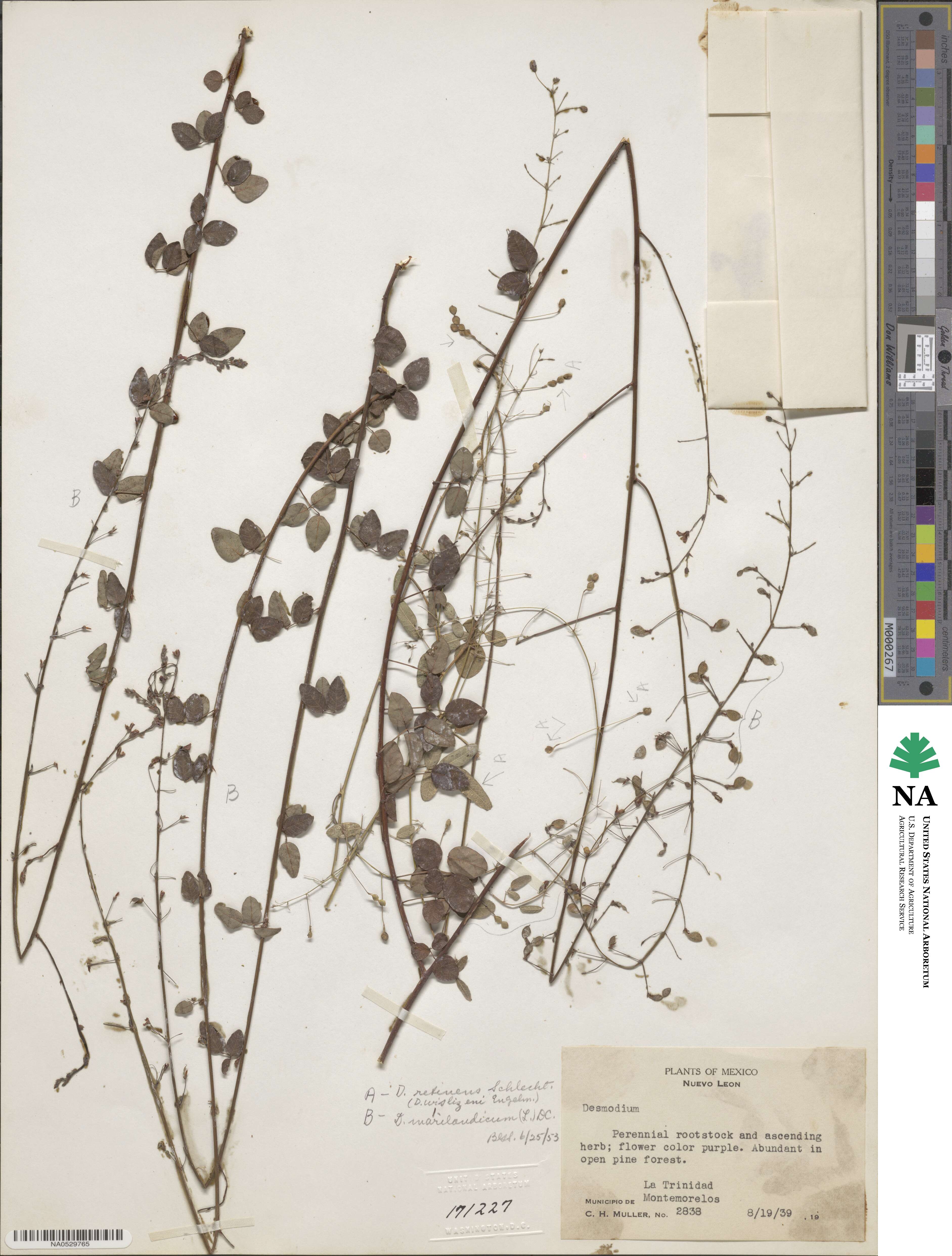Desmodium retinens image