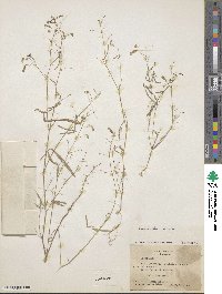 Desmodium rosei image