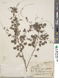 Desmodium orbiculare image