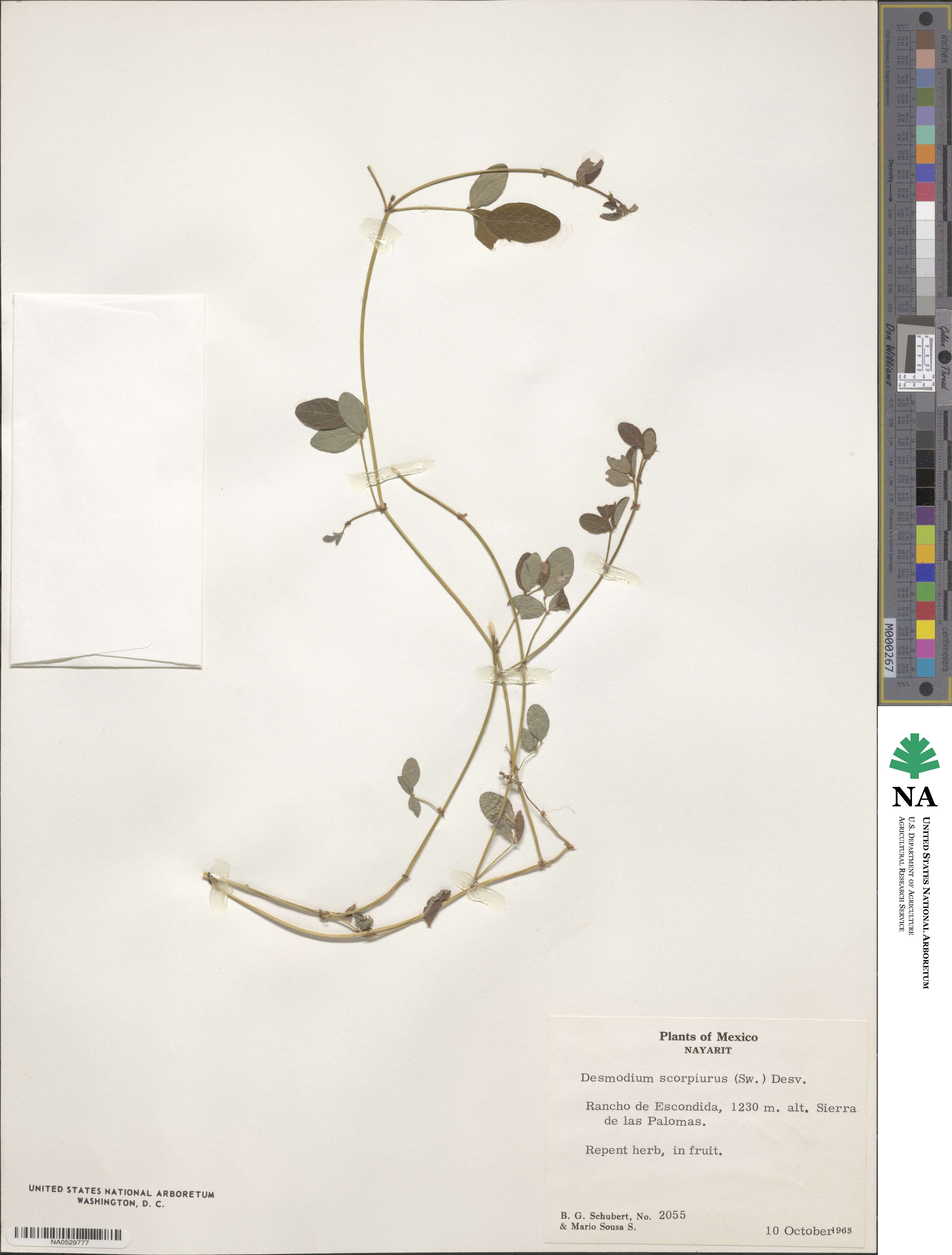 Desmodium scorpiurus image