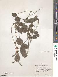 Desmodium sericophyllum image