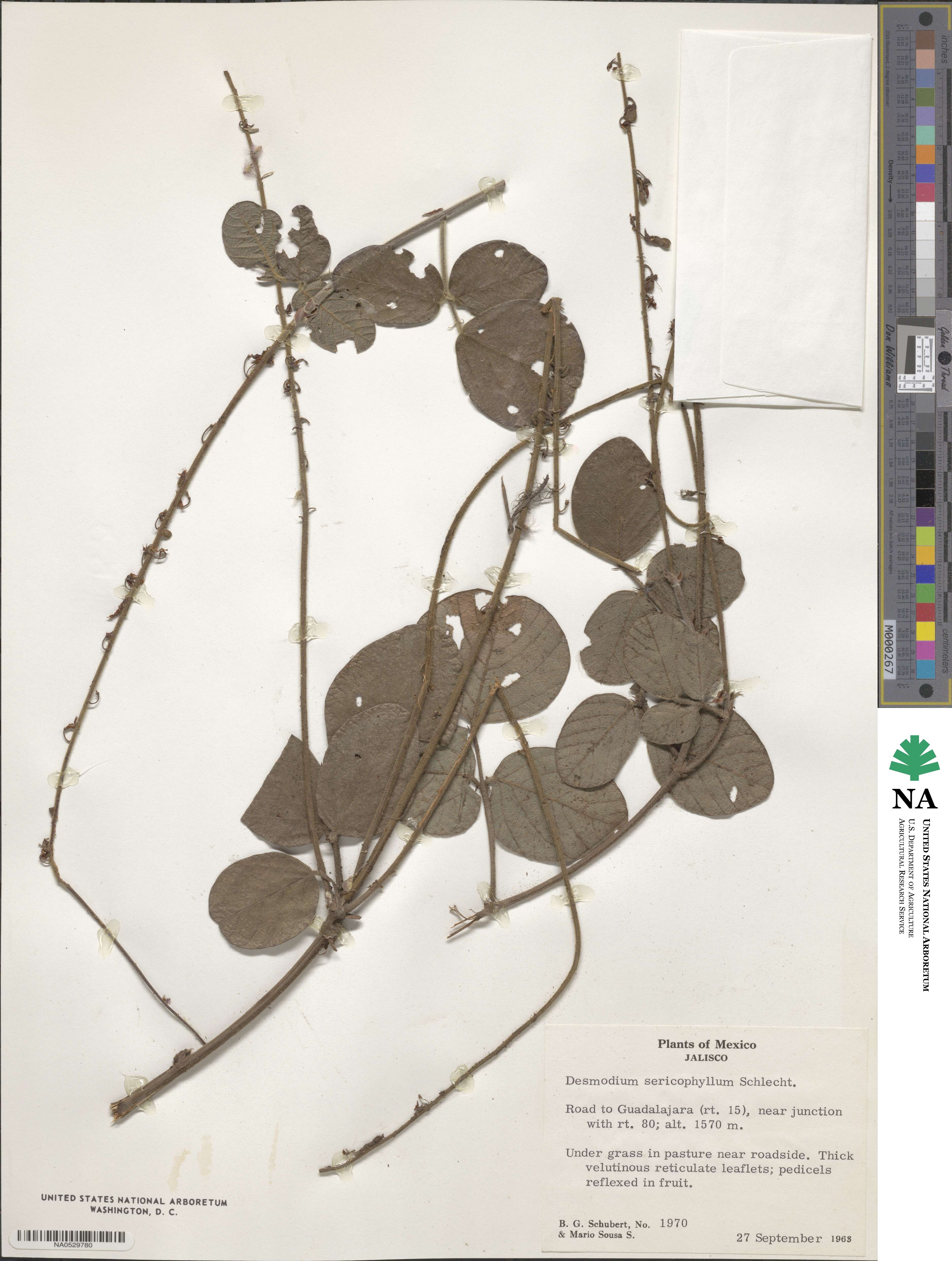 Desmodium sericophyllum image