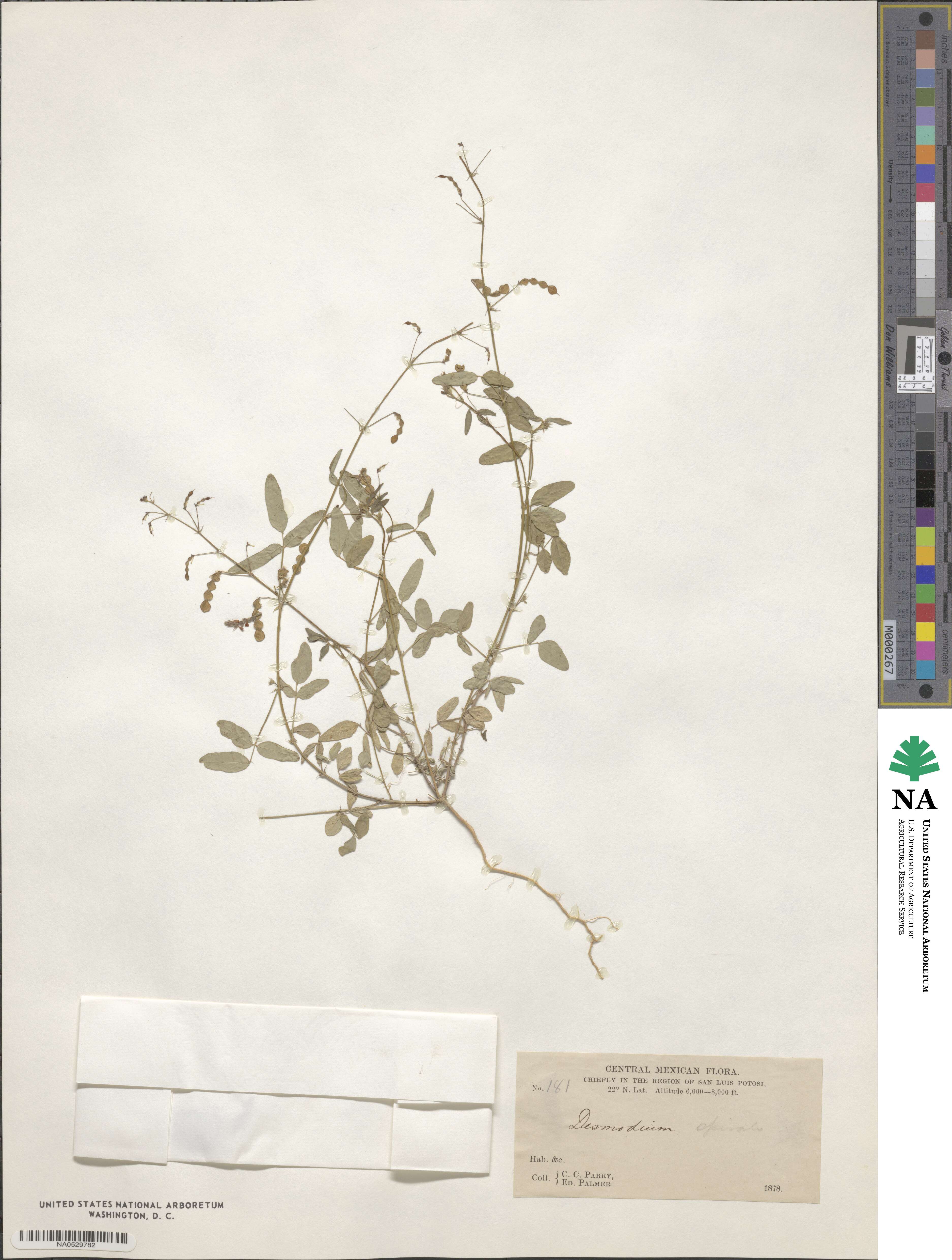 Desmodium procumbens image