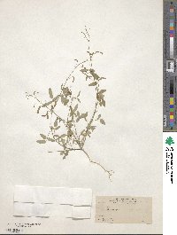 Desmodium procumbens image