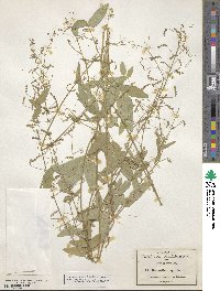 Desmodium procumbens image