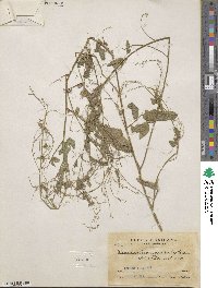 Desmodium procumbens image