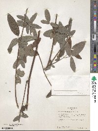 Desmodium sericophyllum image