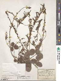 Desmodium sericophyllum image