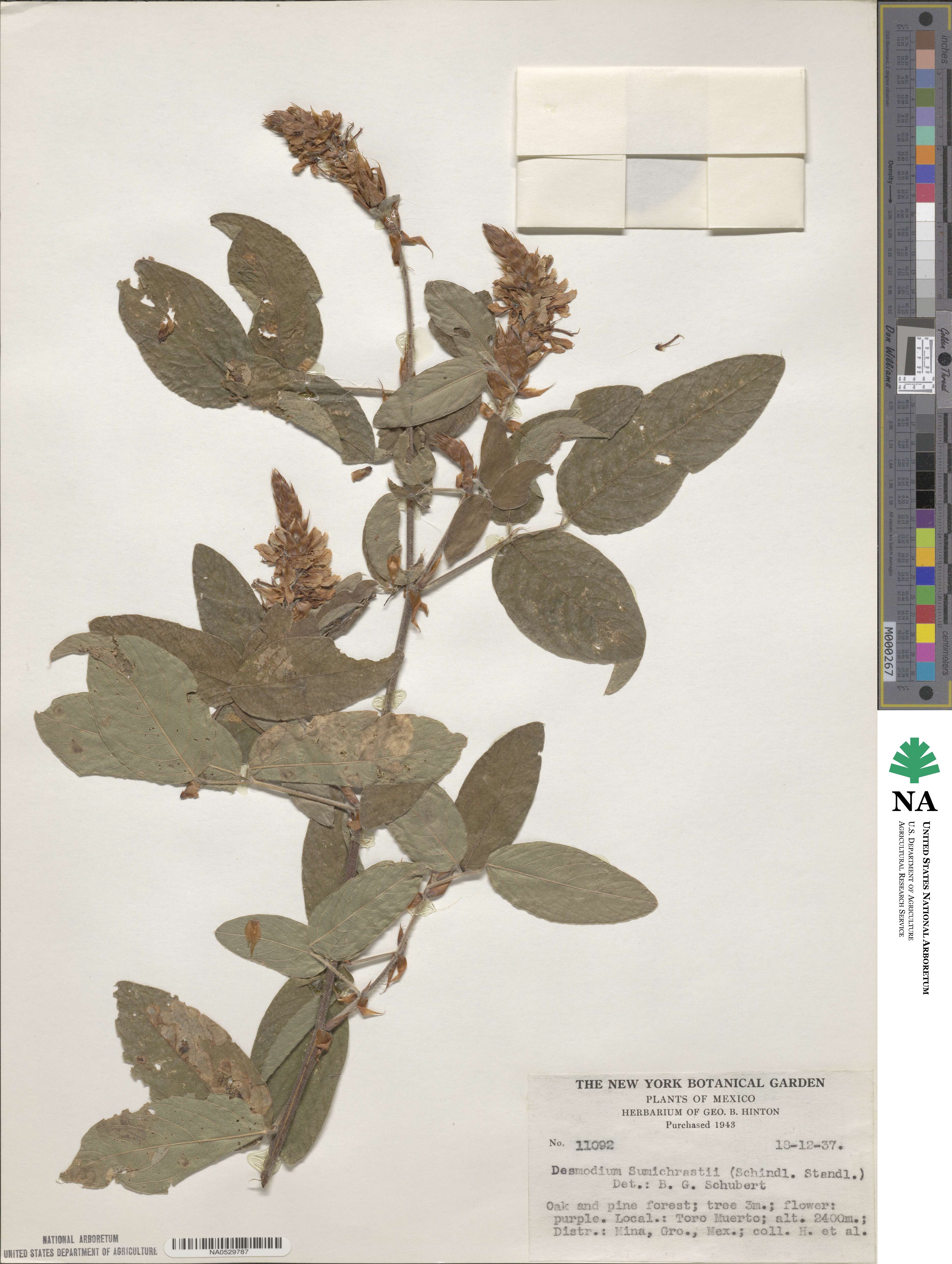 Desmodium sumichrastii image