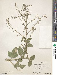 Desmodium incanum image