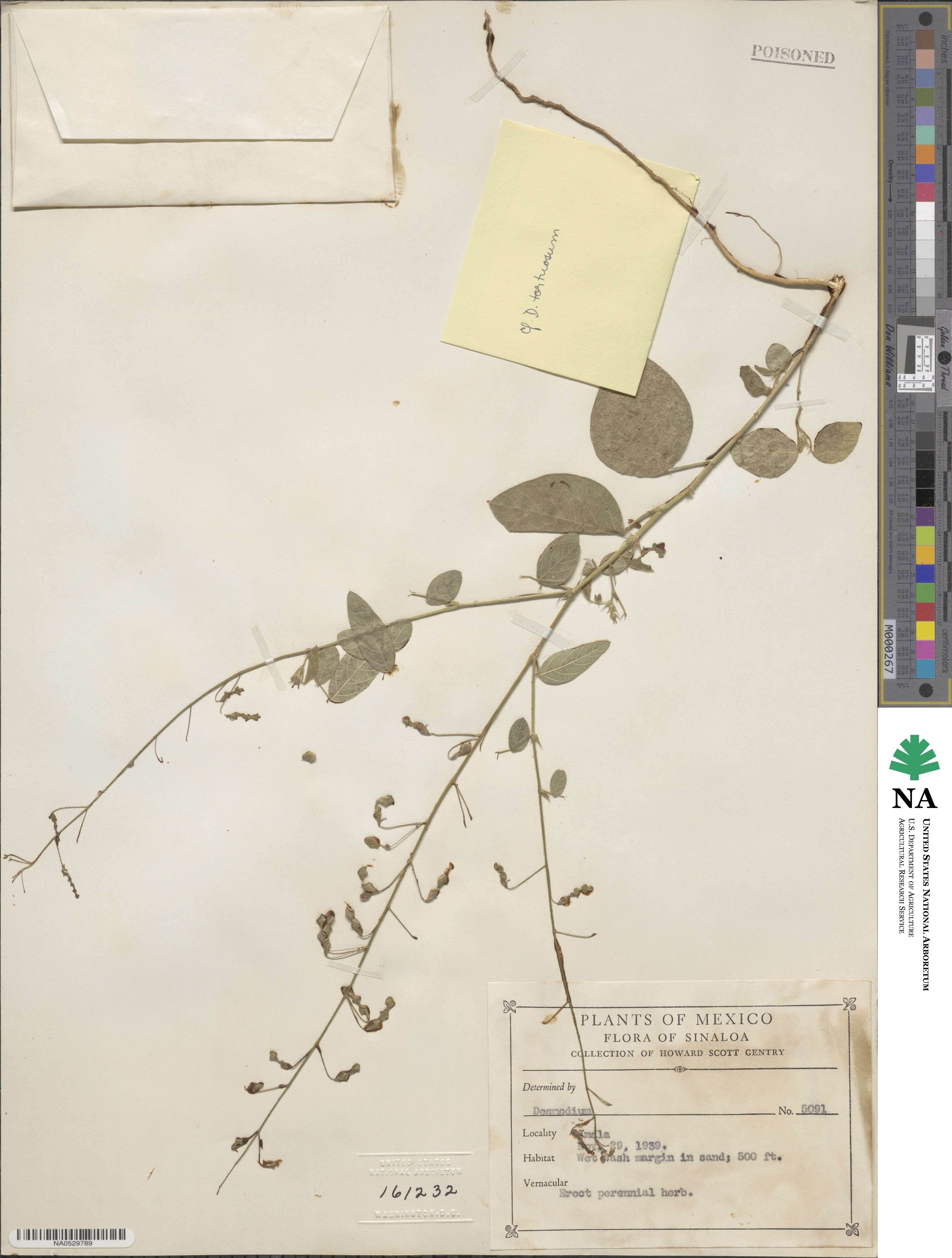 Desmodium incanum image