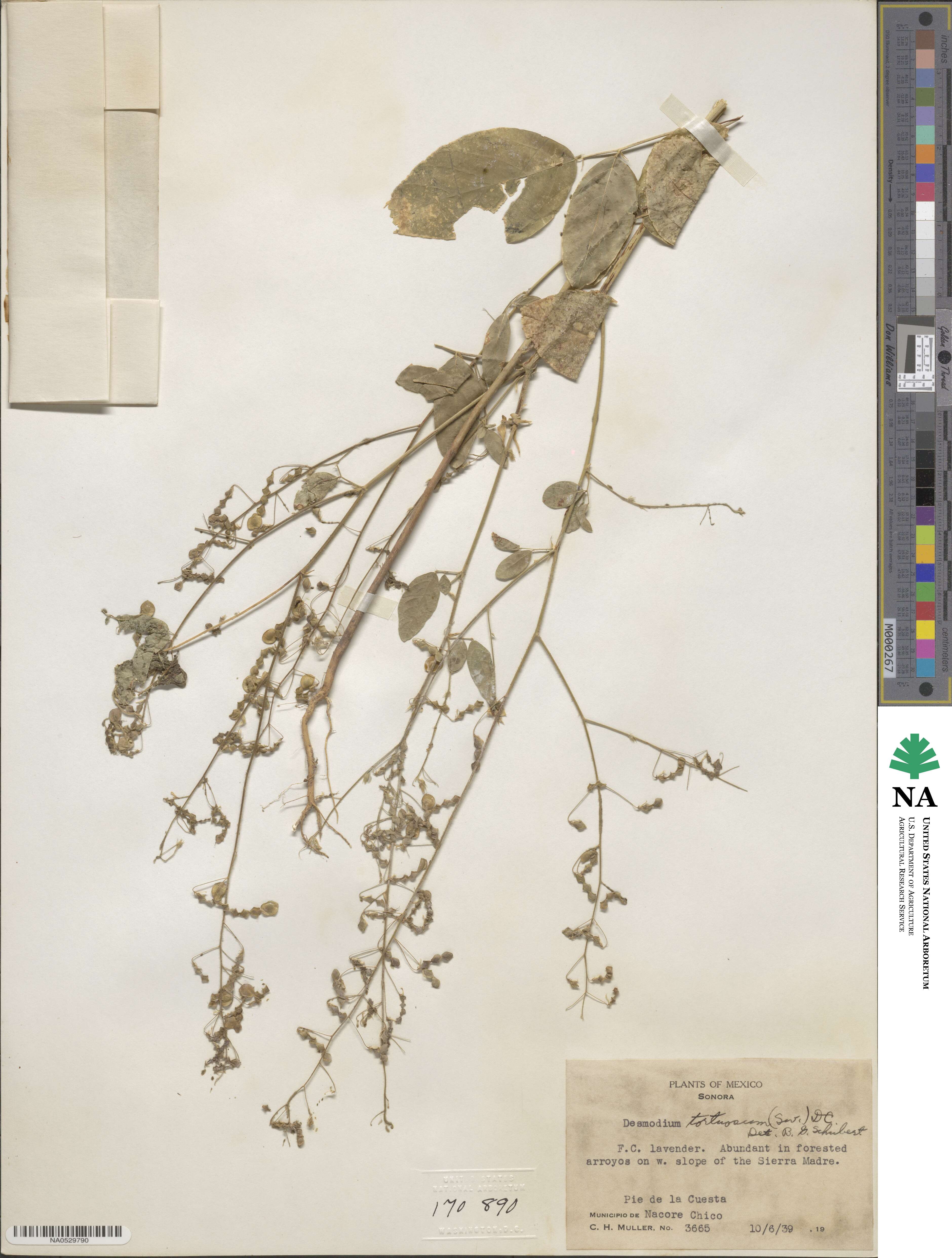 Desmodium incanum image