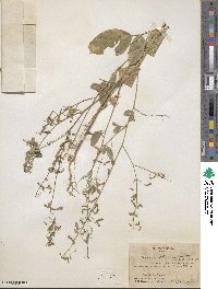 Desmodium incanum image