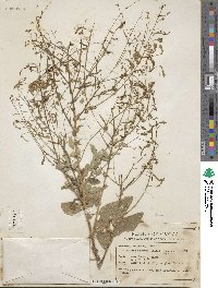 Desmodium incanum image