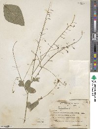 Desmodium incanum image