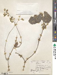 Desmodium triflorum image