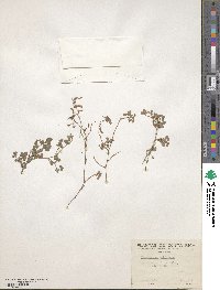 Desmodium triflorum image