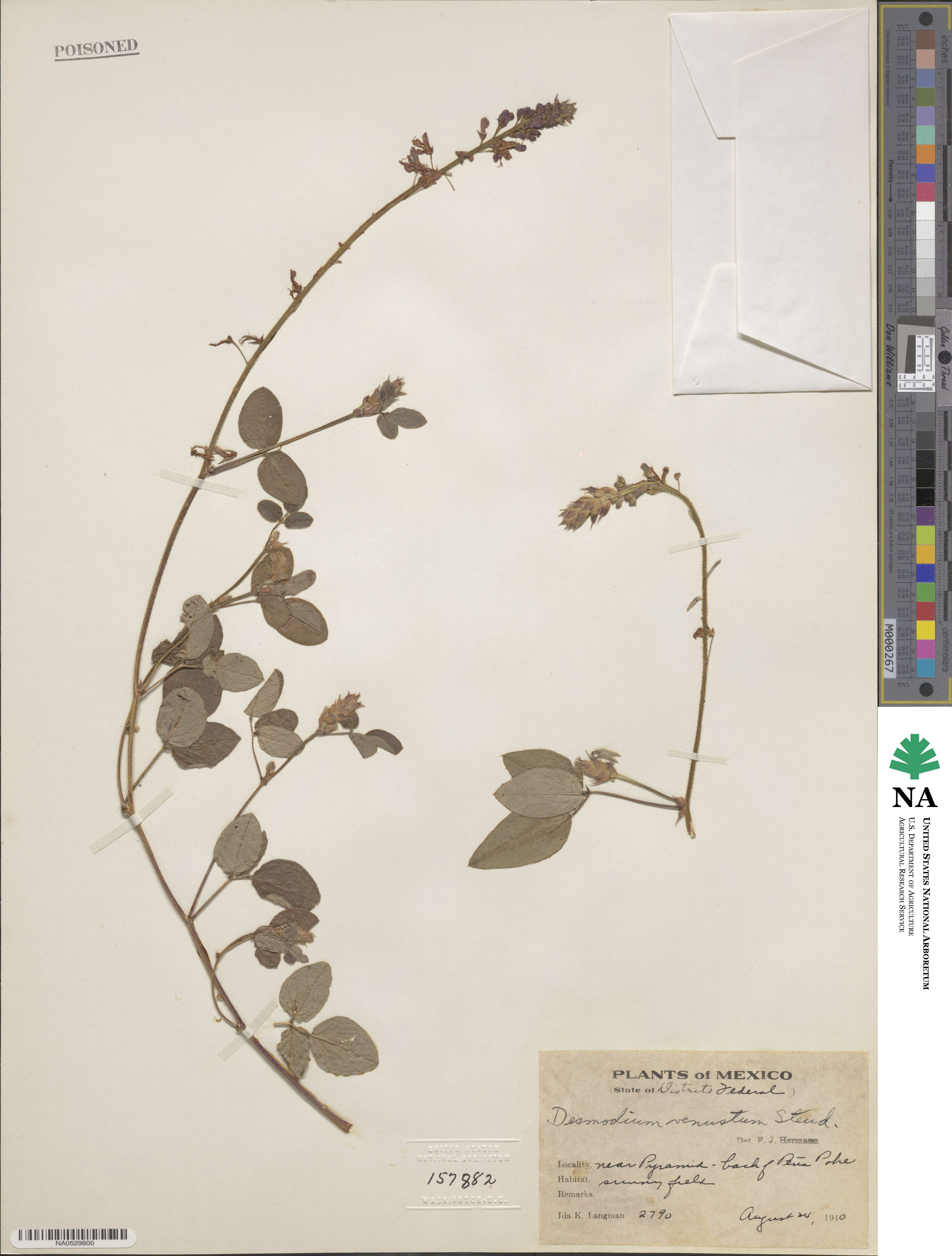 Desmodium venustum image