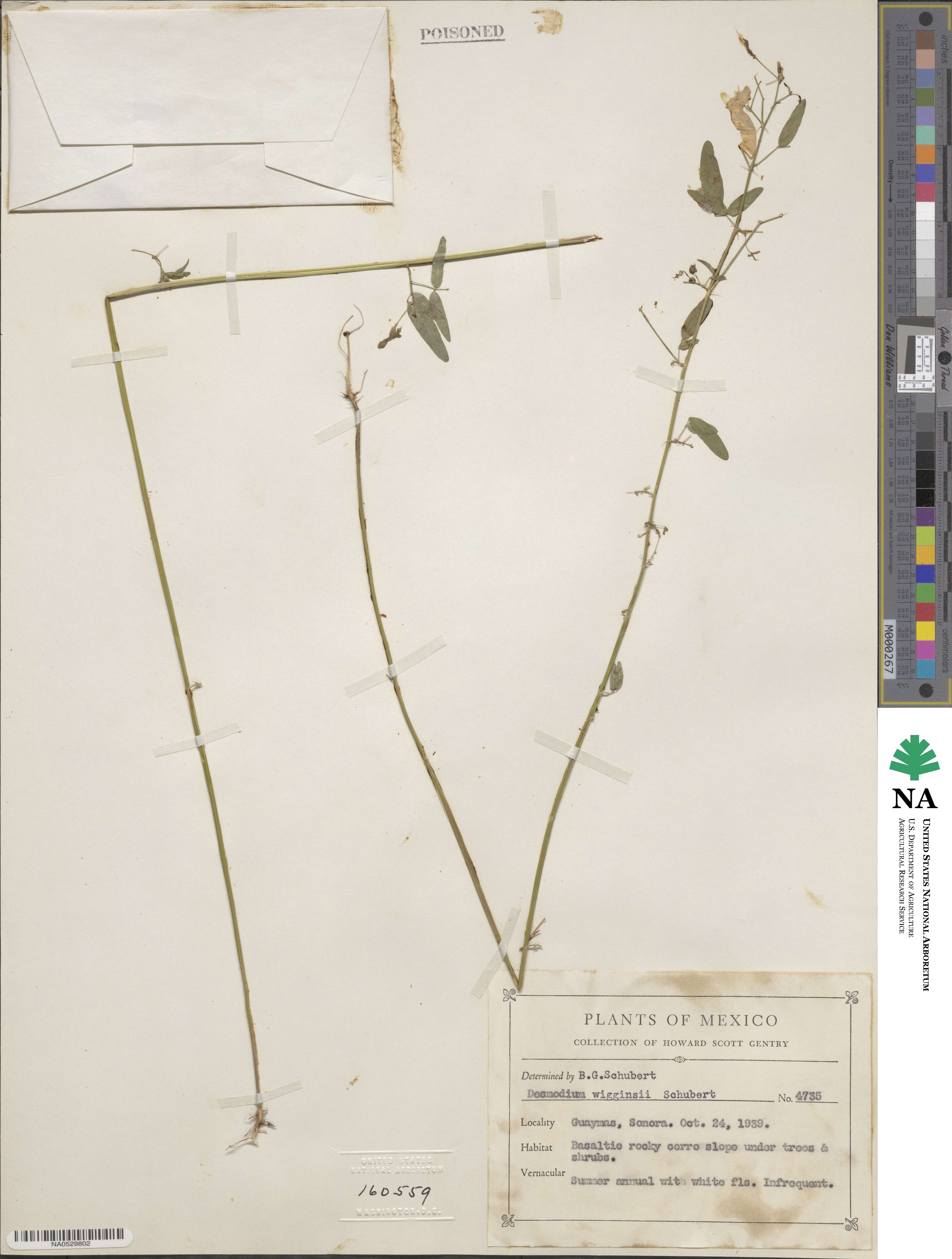 Desmodium scopulorum image