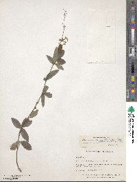 Desmodium incanum image