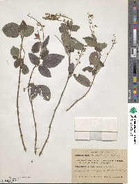 Desmodium incanum image