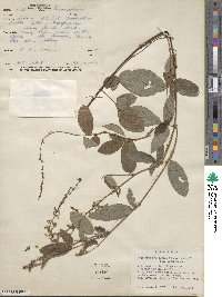 Desmodium incanum image